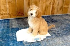 Alecto Baby BC-30 Babyweegschaal - Weegt Tot Maximaal 20 Kilogram -MEDISANA Shop 1200x799 8